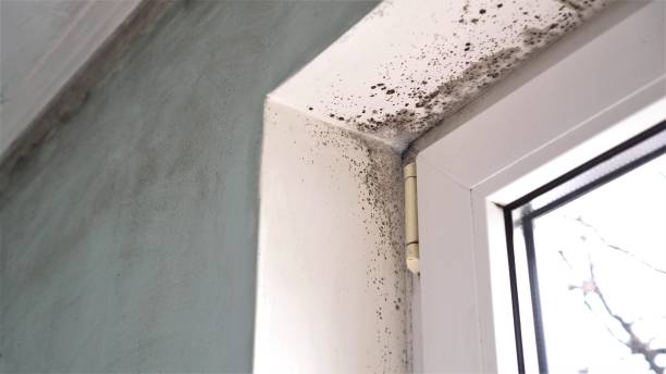 Best Certified Mold Removal  in Byron, GA