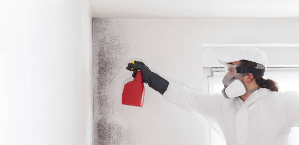 Best Home Mold Removal  in Byron, GA