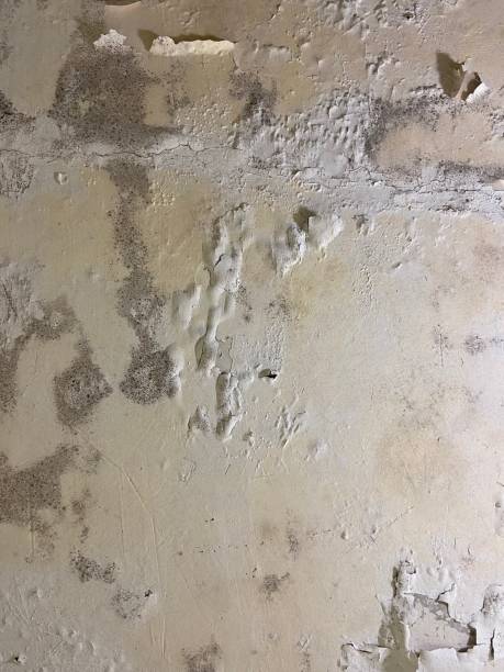 Best Black Mold Removal  in Byron, GA